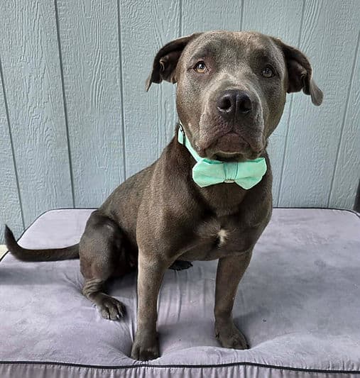 Posie - Bully Breed Mix available for adoption