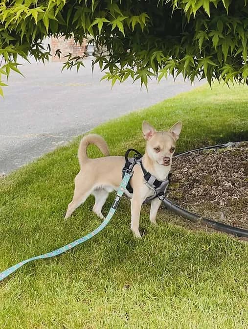 Gunner - Mixed Breed available for adoption in British Columbia