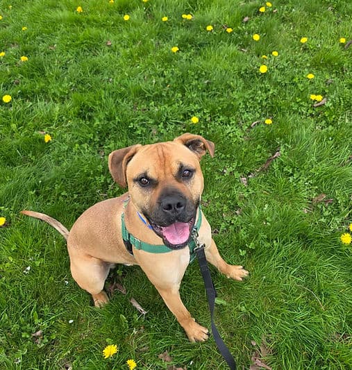 Rip - Mixed Breed available for adoption