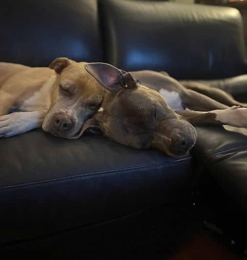 Ella And Mya - Mixed Breed available for adoption in British Columbia