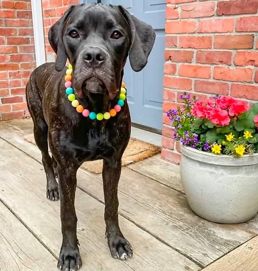 Missy - Mastiff Mix available for adoption in British Columbia