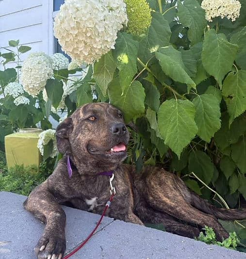 Sky - Mixed Breed available for adoption