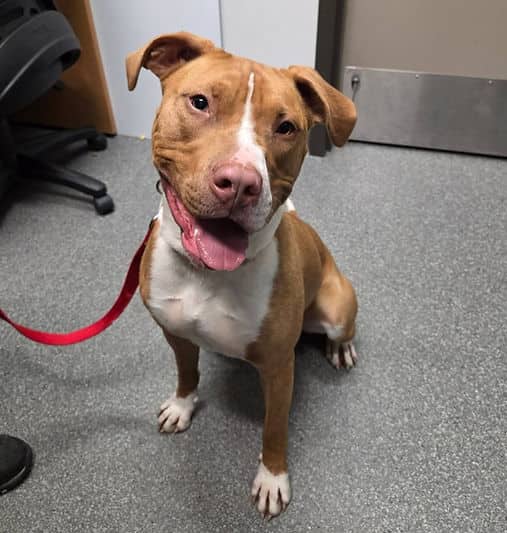 Autumn - Mixed Breed available for adoption