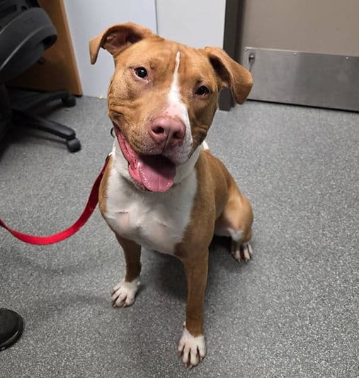 Autumn - Mixed Breed available for adoption