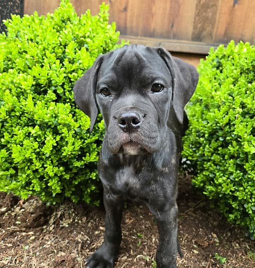 Missy - Mastiff Mix available for adoption