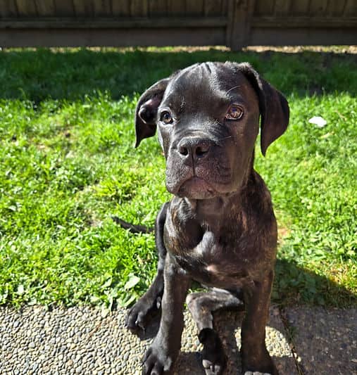 Devon - Mastiff Mix available for adoption