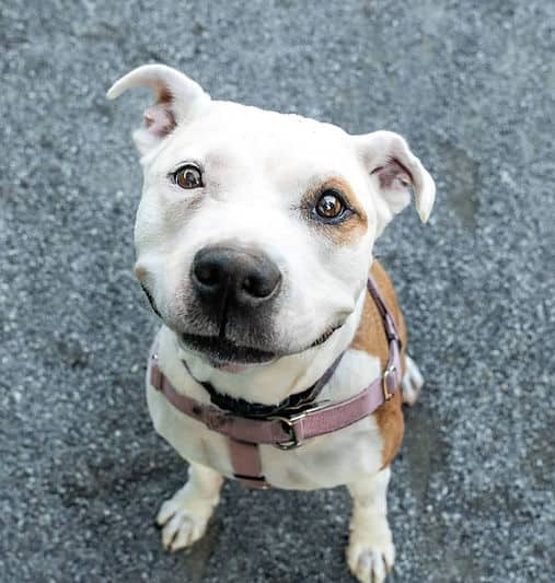 Juniper - Mixed Breed available for adoption