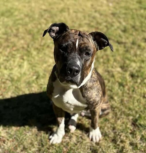 Paisley - Mixed Breed available for adoption