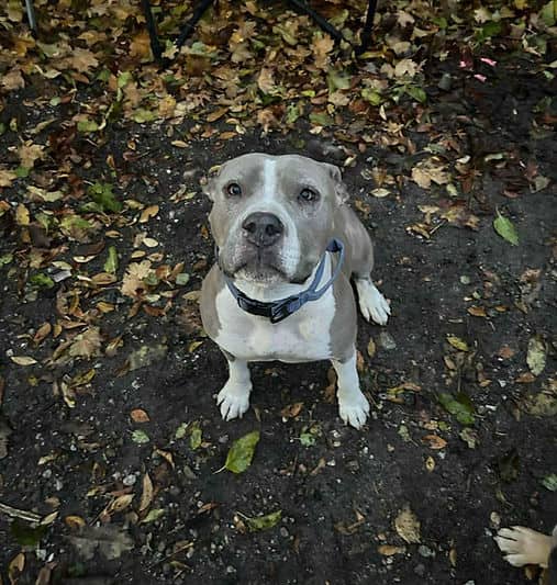 Snookie - Mixed Breed available for adoption