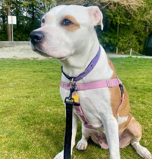 Juniper - Mixed Breed available for adoption