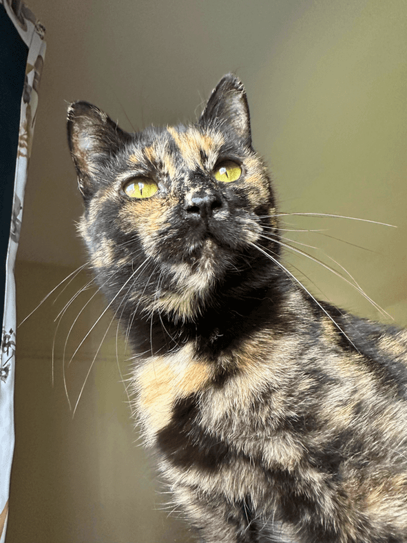 Elena - Domestic Short Hair available for adoption