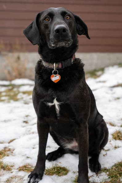 Eva Gabor - Lab X available for adoption at Pawsitive Match in Calgary