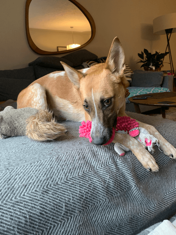 Mona - Australian Cattle X available for adoption at Pawsitive Match in Calgary