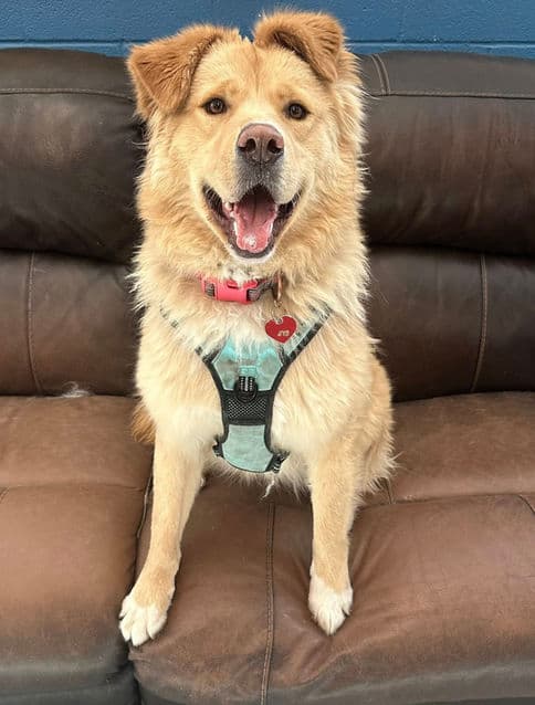Theresa - Sheppard X available for adoption at Pawsitive Match in Calgary