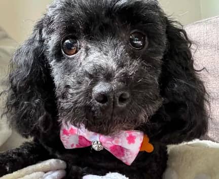 Tinsley - Toy poodle mix available for adoption in Alberta