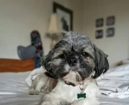 Basil - Shih Tzu mix available for adoption in Alberta