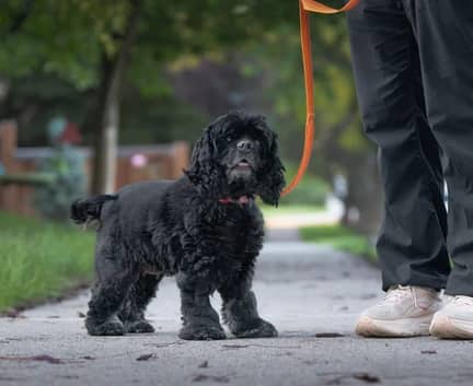 Skye - Cocker Spaniel mix available for adoption in Alberta
