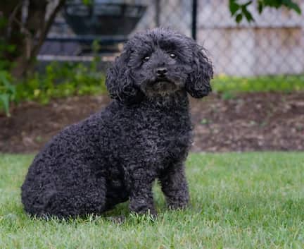 Tinsley - Toy poodle mix available for adoption in Alberta