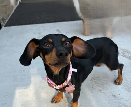 Winnie - Dachshund mix available for adoption in Alberta