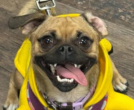 Dolly - Chihuahua Pug mix available for adoption in Alberta