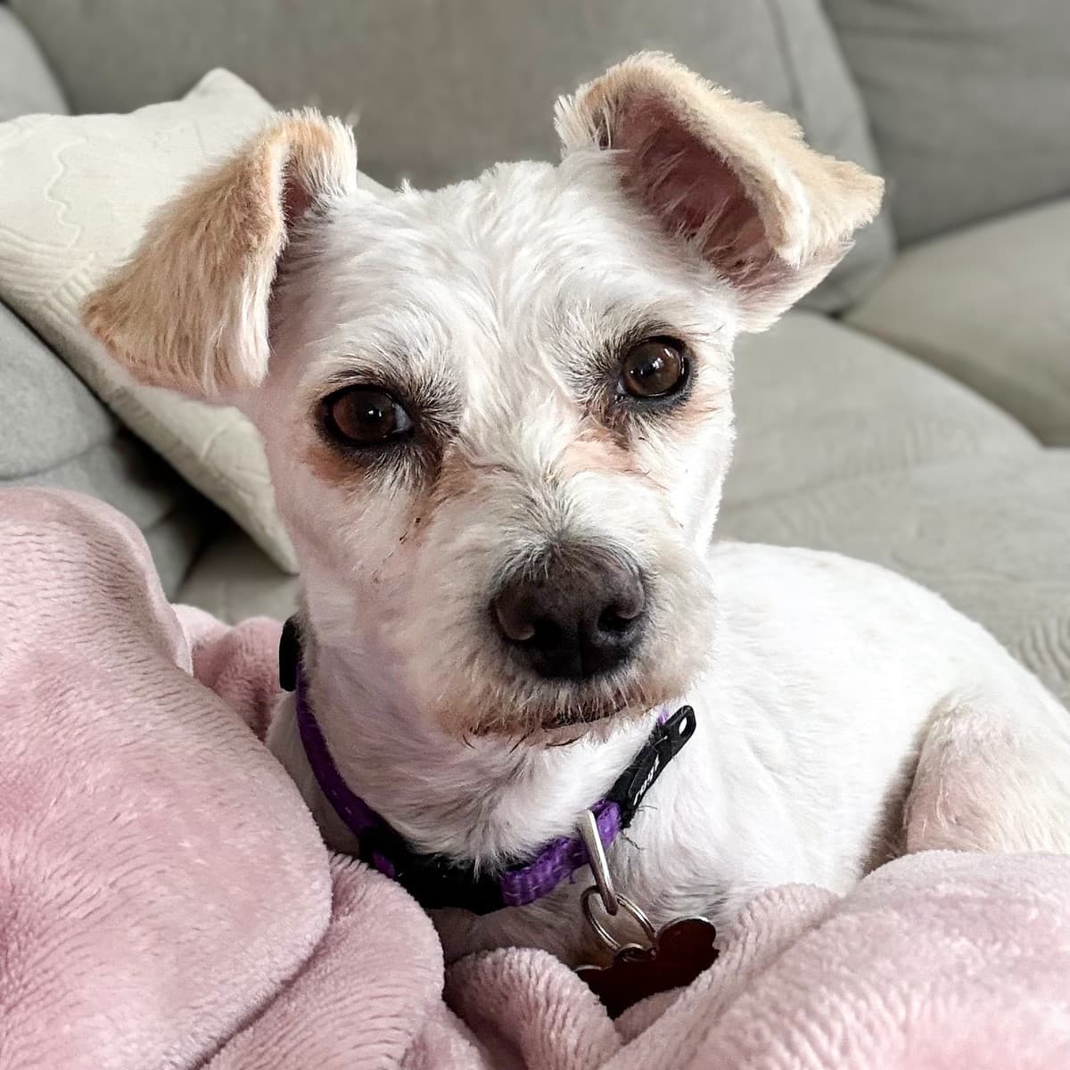 Nika - Poodle x Maltese available for adoption at Furball Force in Calgary