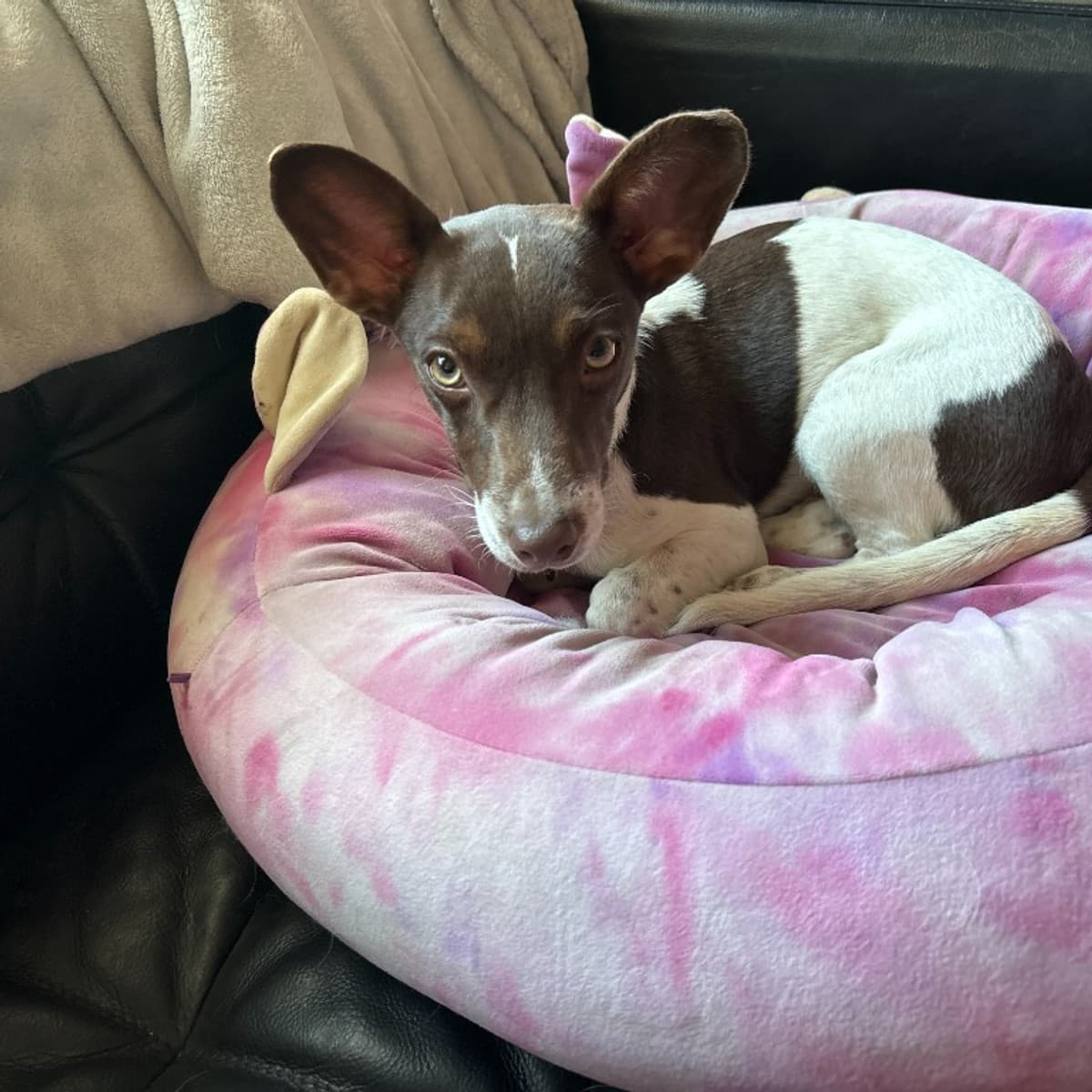 Ollie - Chihuahua x Dachshund available for adoption at Furball Force in Calgary