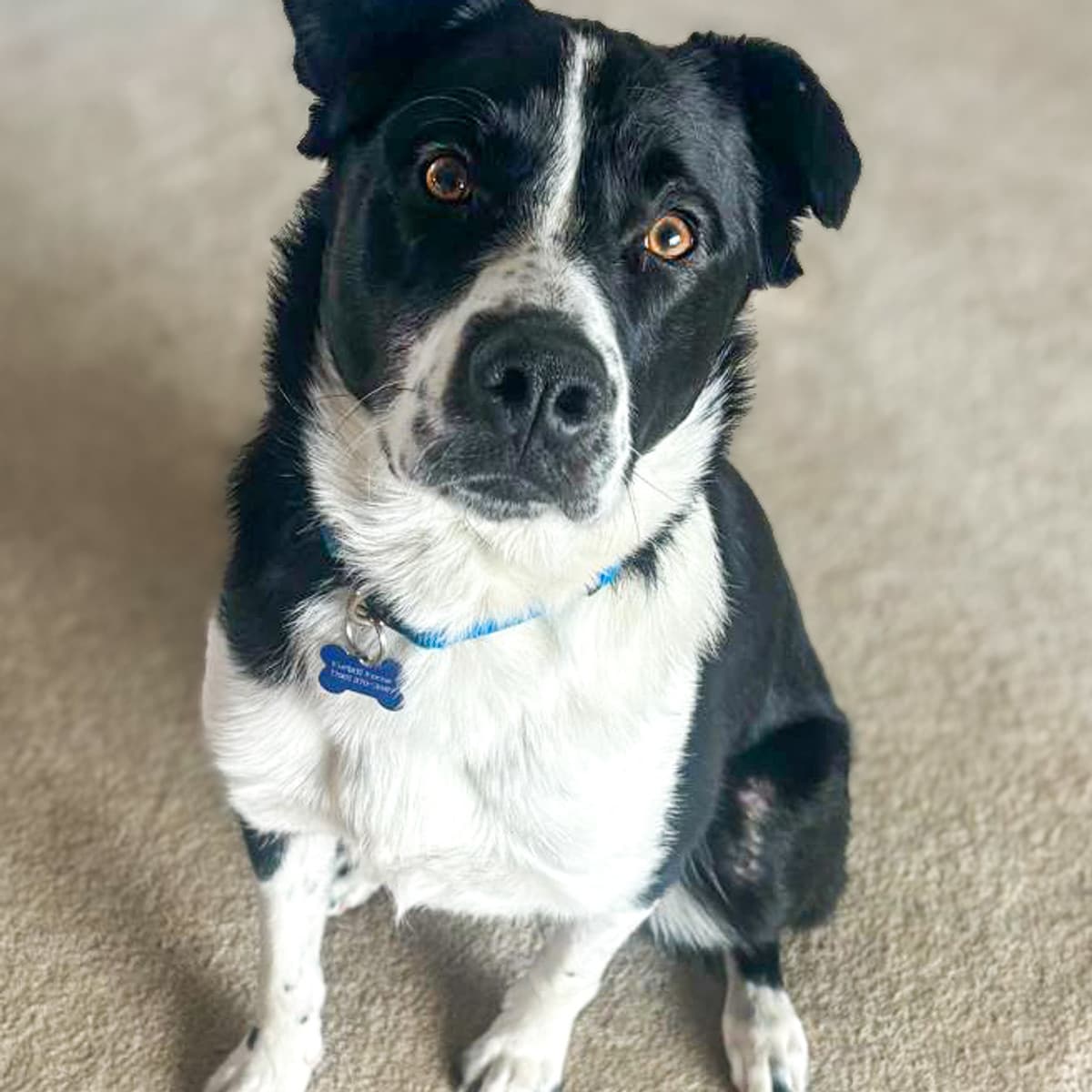 Crash - Border Collie x Cattle Dog available for adoption in Calgary