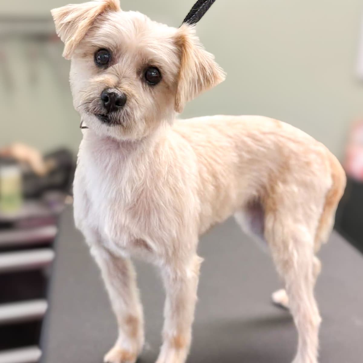 Magy - Schnauzer Mix available for adoption at Furball Force in Calgary
