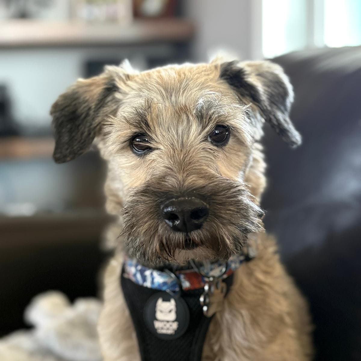Roque - Schnauzer Mix available for adoption at Furball Force in Calgary