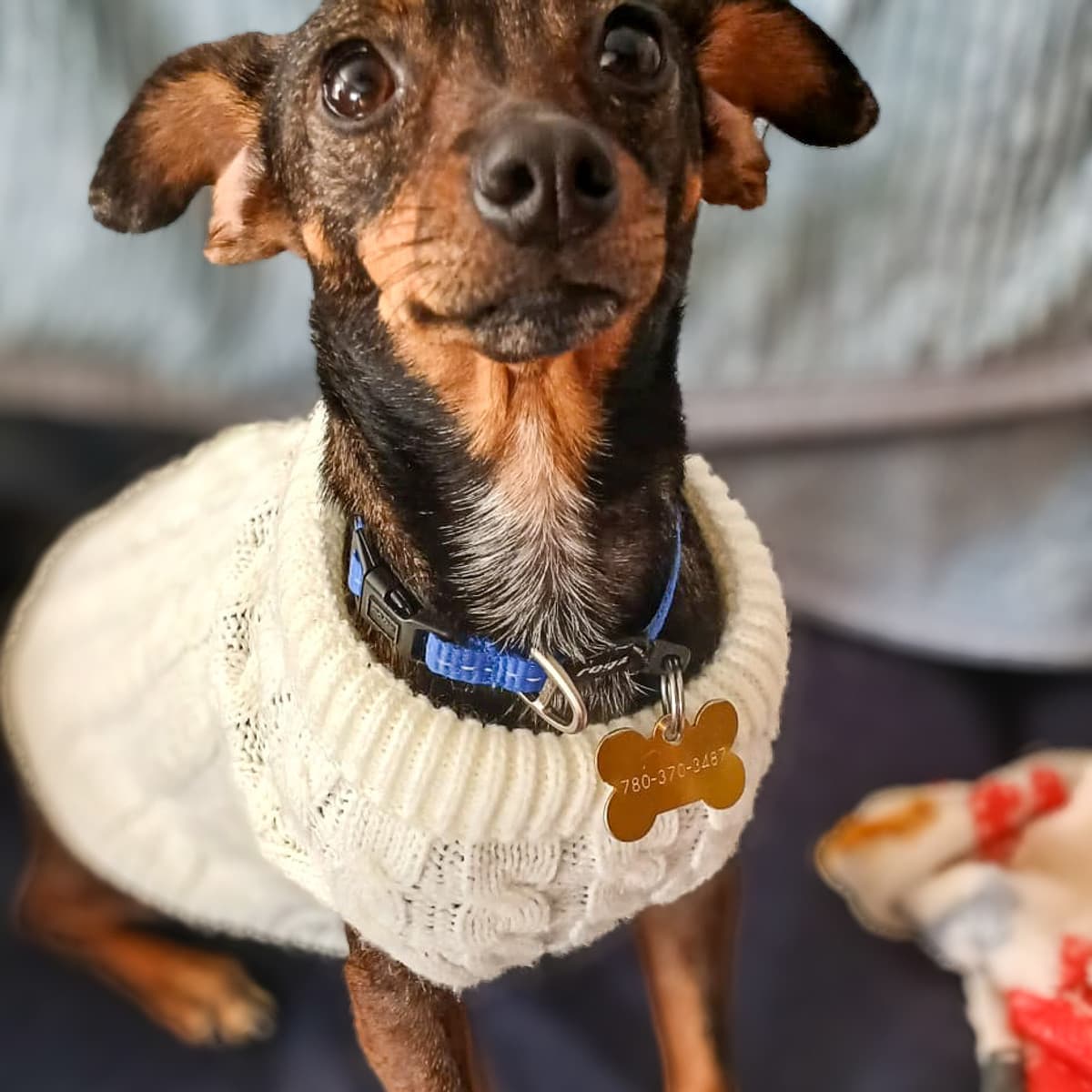 Karra - Chihuahua x Dachshund available for adoption at Furball Force in Calgary