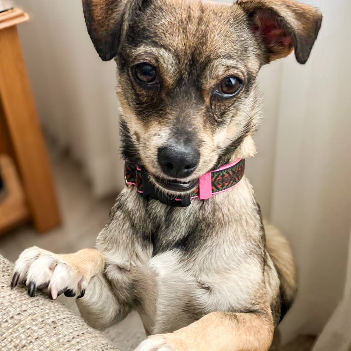 Yoko - Chihuahua Mix available for adoption at Furball Force in Calgary