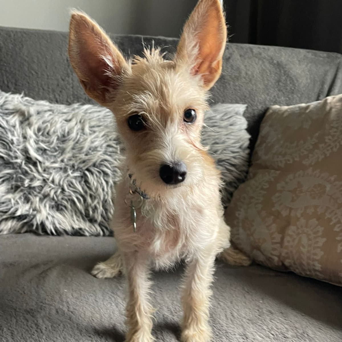 Ivory - Terrier Mix available for adoption