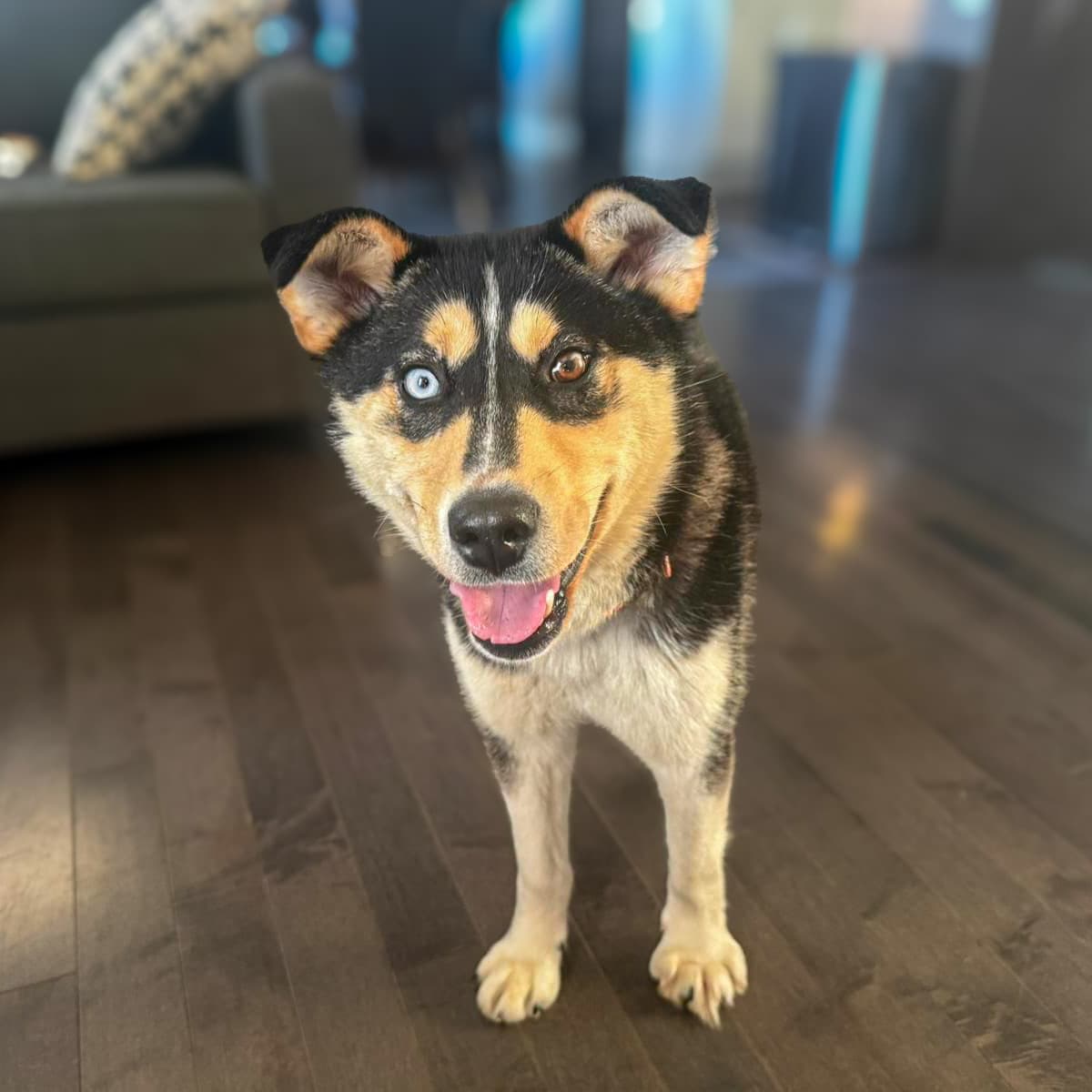 Sakari - Husky x Shepherd available for adoption at Furball Force in Calgary