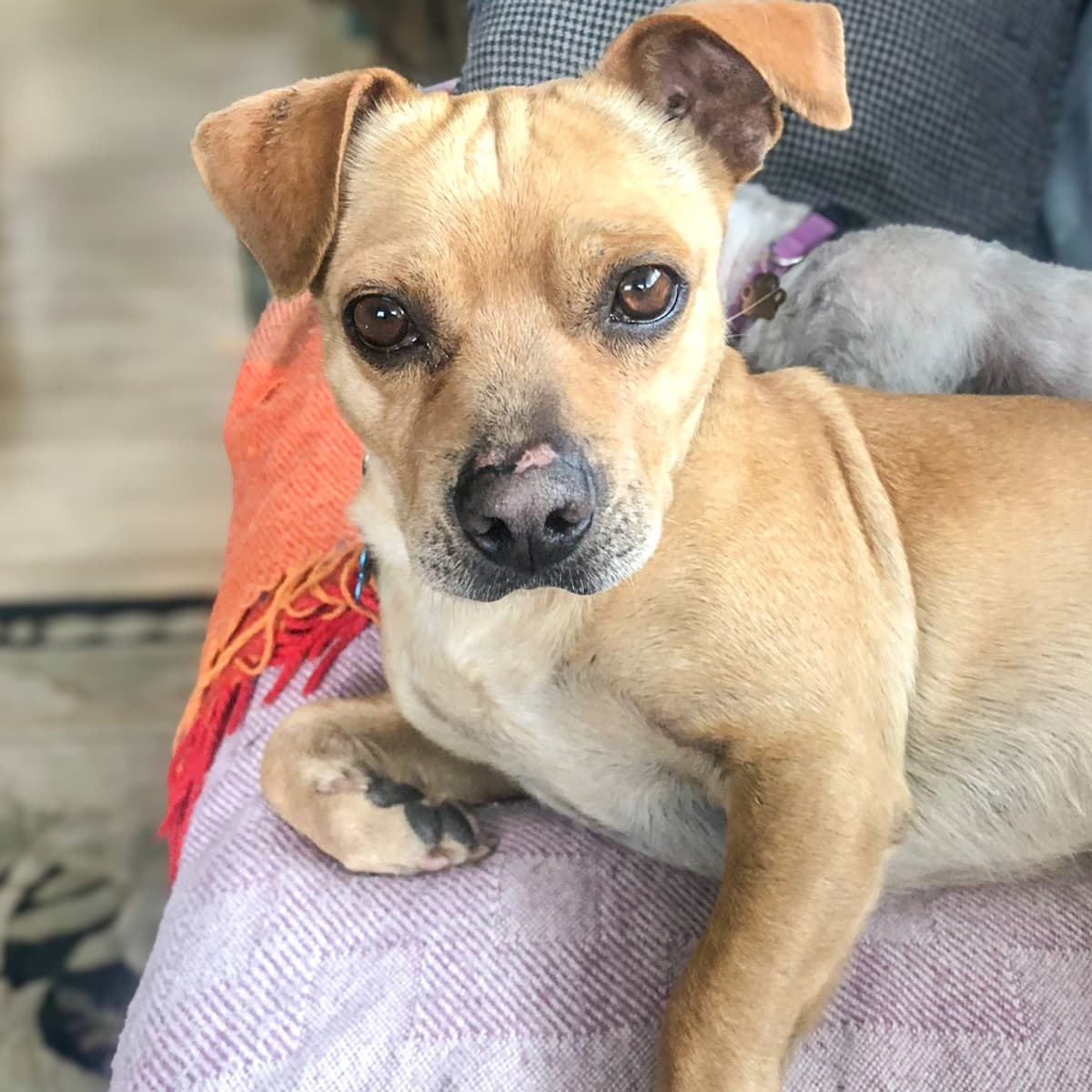 Dusan - French Bulldog x Chihuahua available for adoption at Furball Force in Calgary