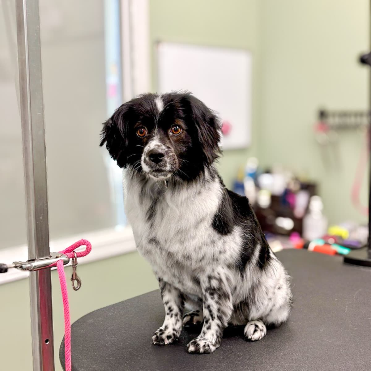 Phoebe - Pug x Spaniel available for adoption at Furball Force in Calgary