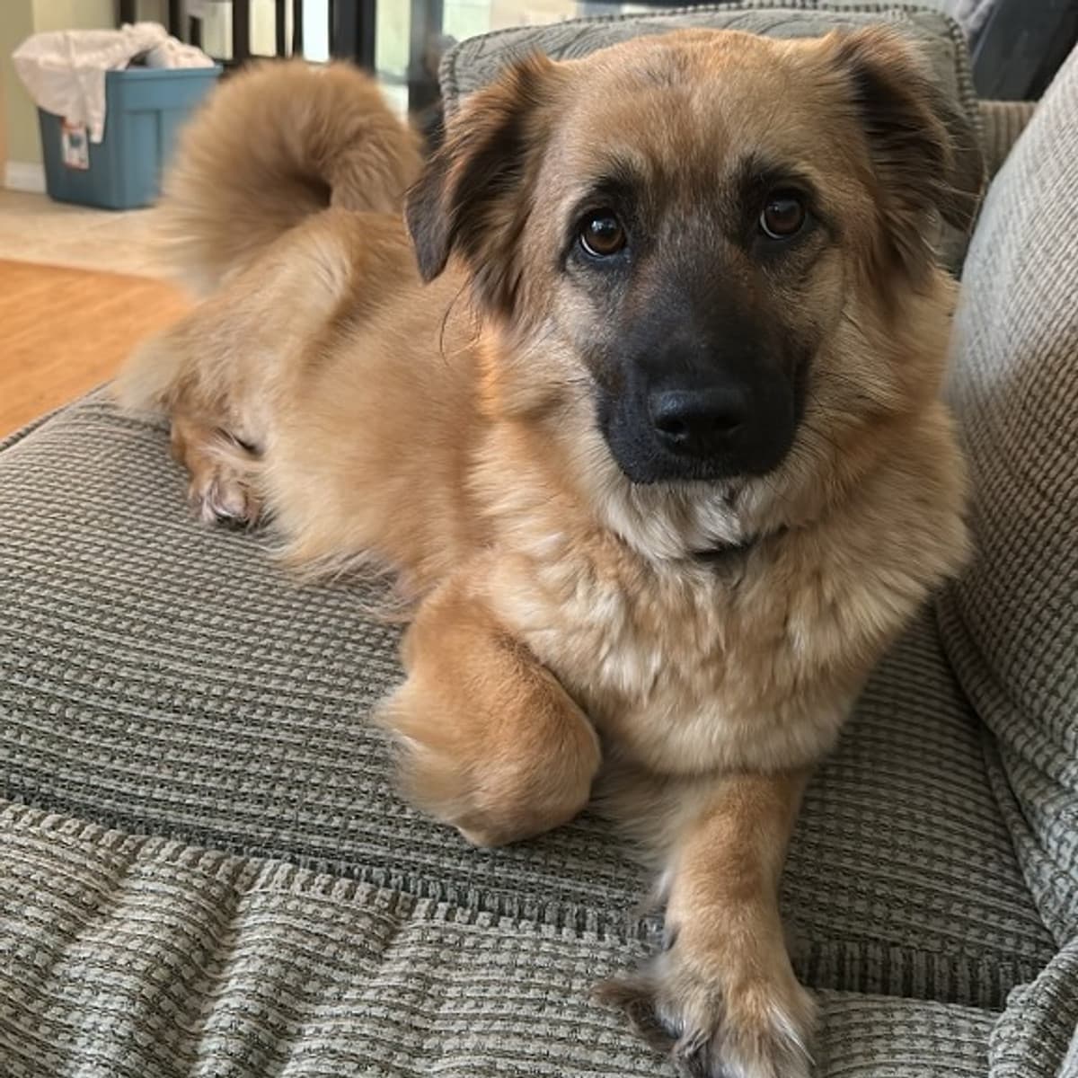 Mushu - Belgian Shepherd Malinois x Corgi available for adoption in Calgary