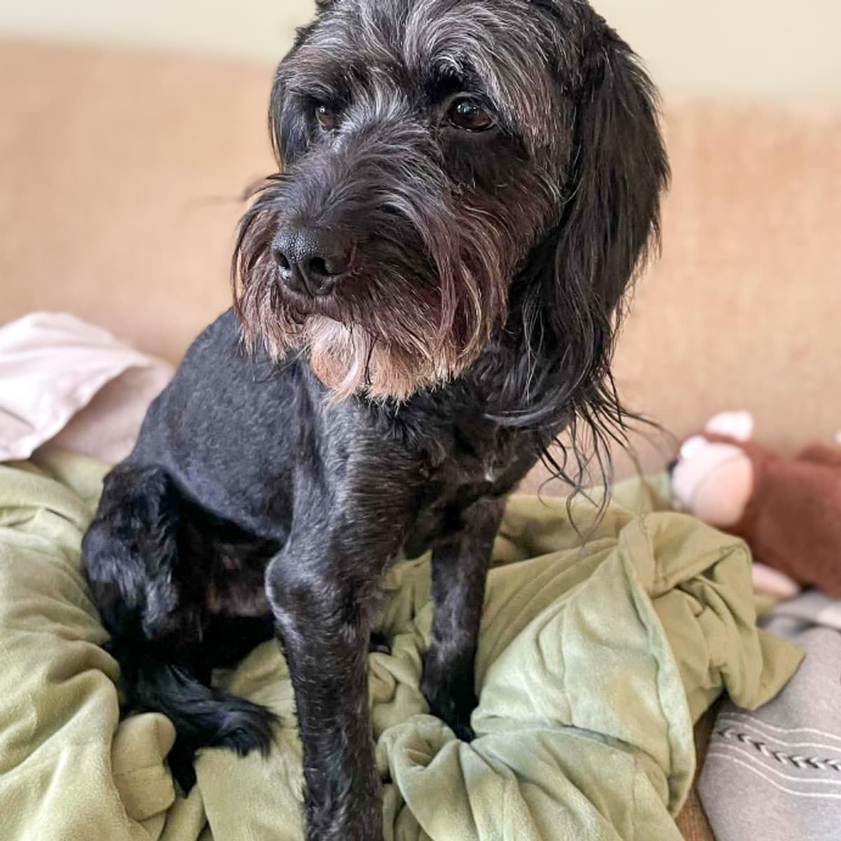 Rexton - Poodle Mix available for adoption at Furball Force in Calgary