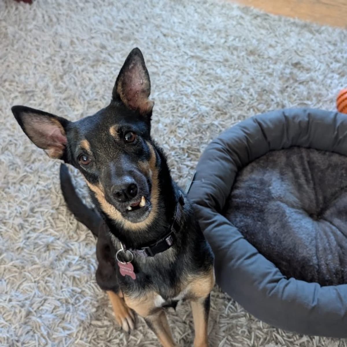 Alma - Miniature Pinscher x Rat Terrier available for adoption at Furball Force in Calgary