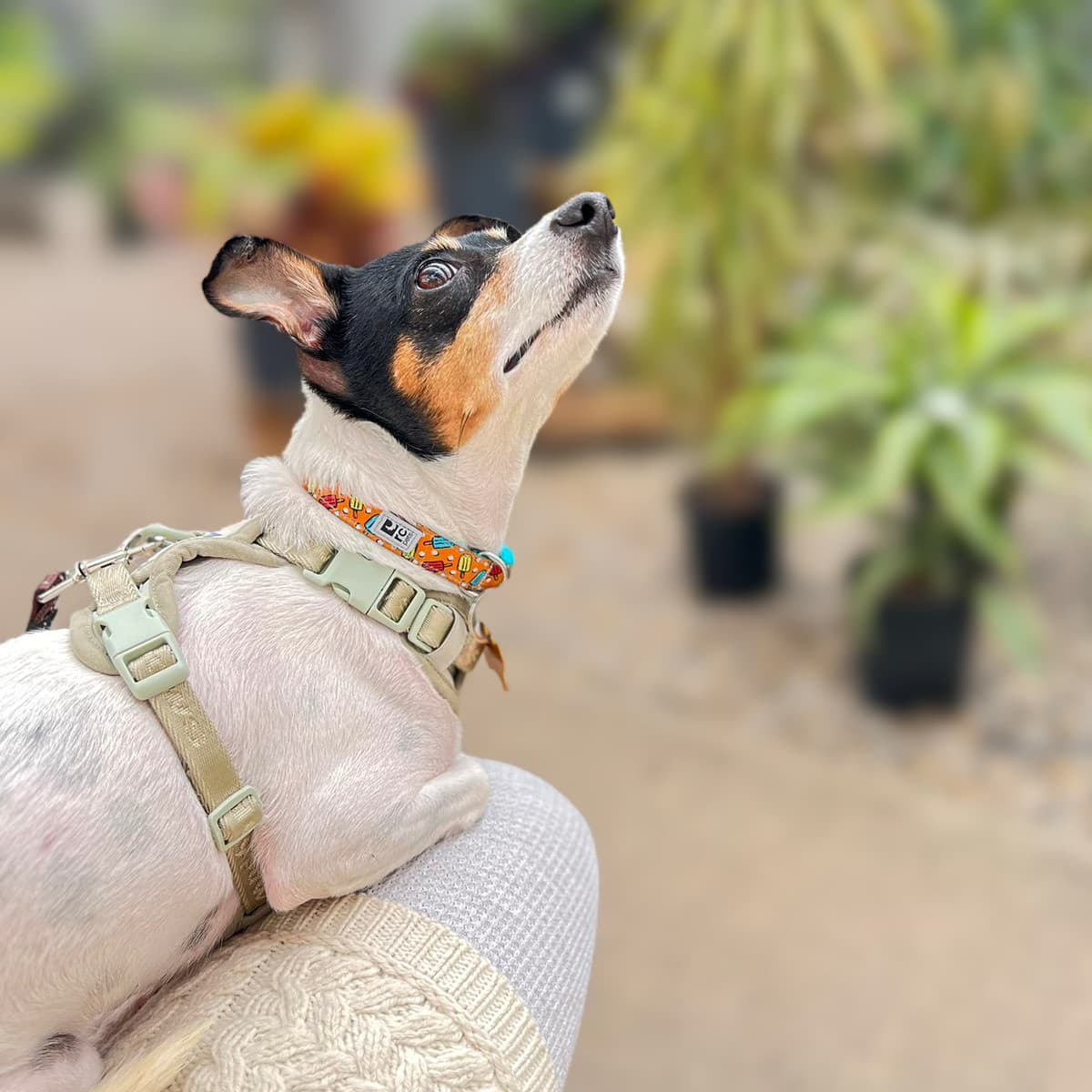 Maguie - Jack Russell Terrier Mix available for adoption at Furball Force in Calgary