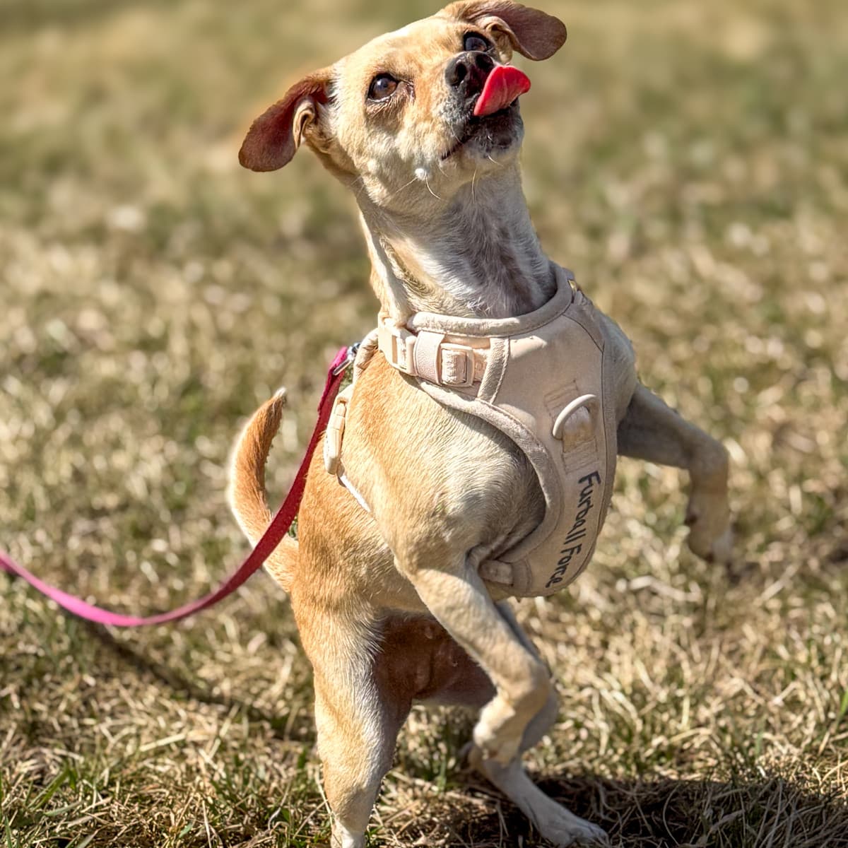 Monroe - Rat Terrier Mix available for adoption in Calgary
