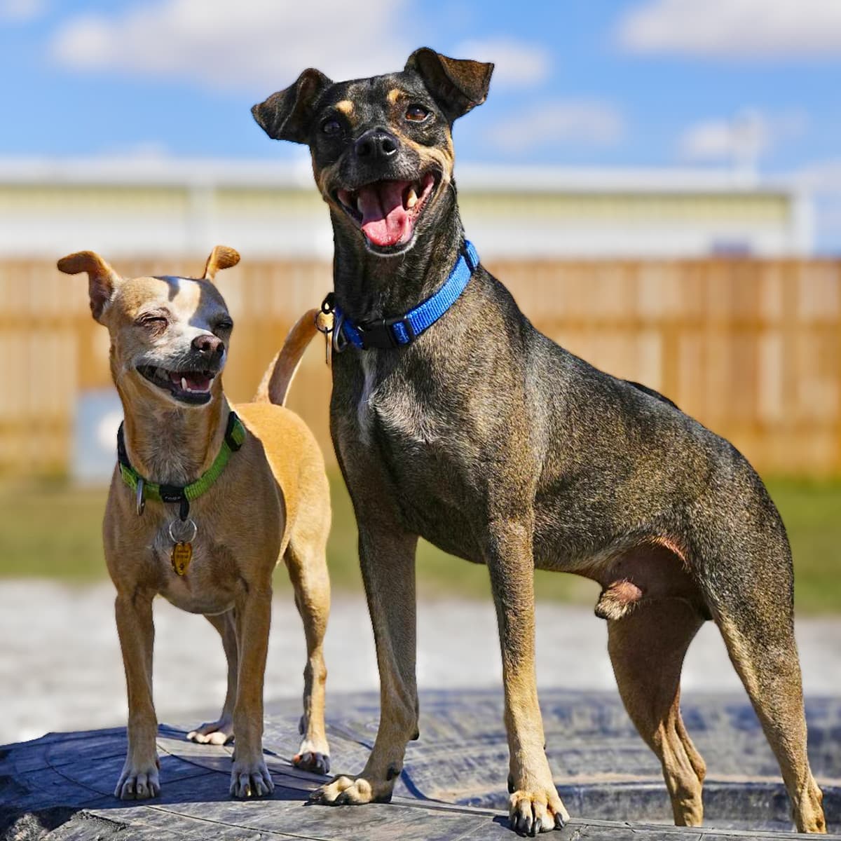Nero - Rat Terrier Mix available for adoption at Furball Force in Calgary