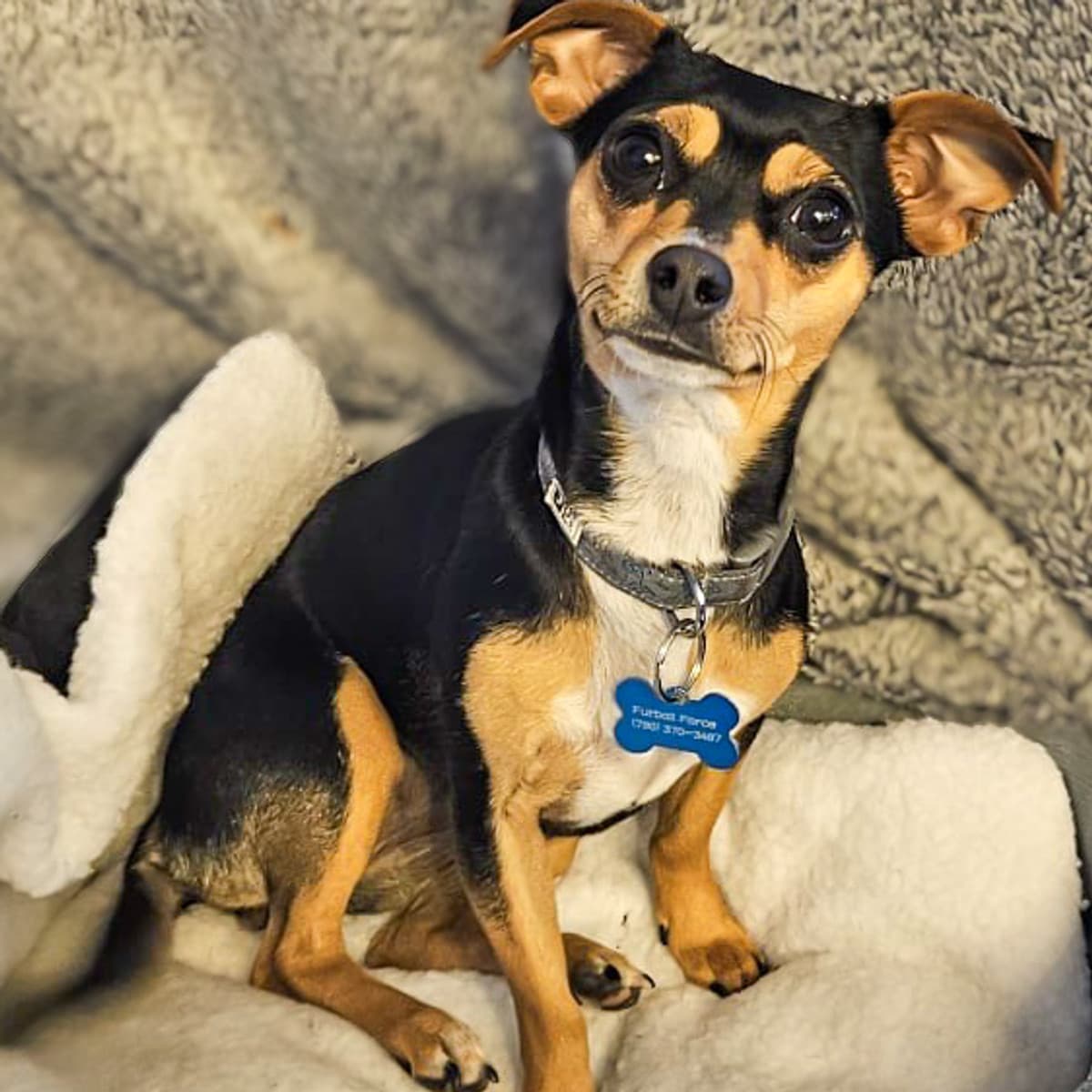Pauli - Rat Terrier Mix available for adoption in Calgary