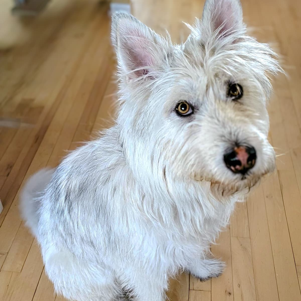 Siku - Terrier Mix available for adoption at Furball Force in Calgary
