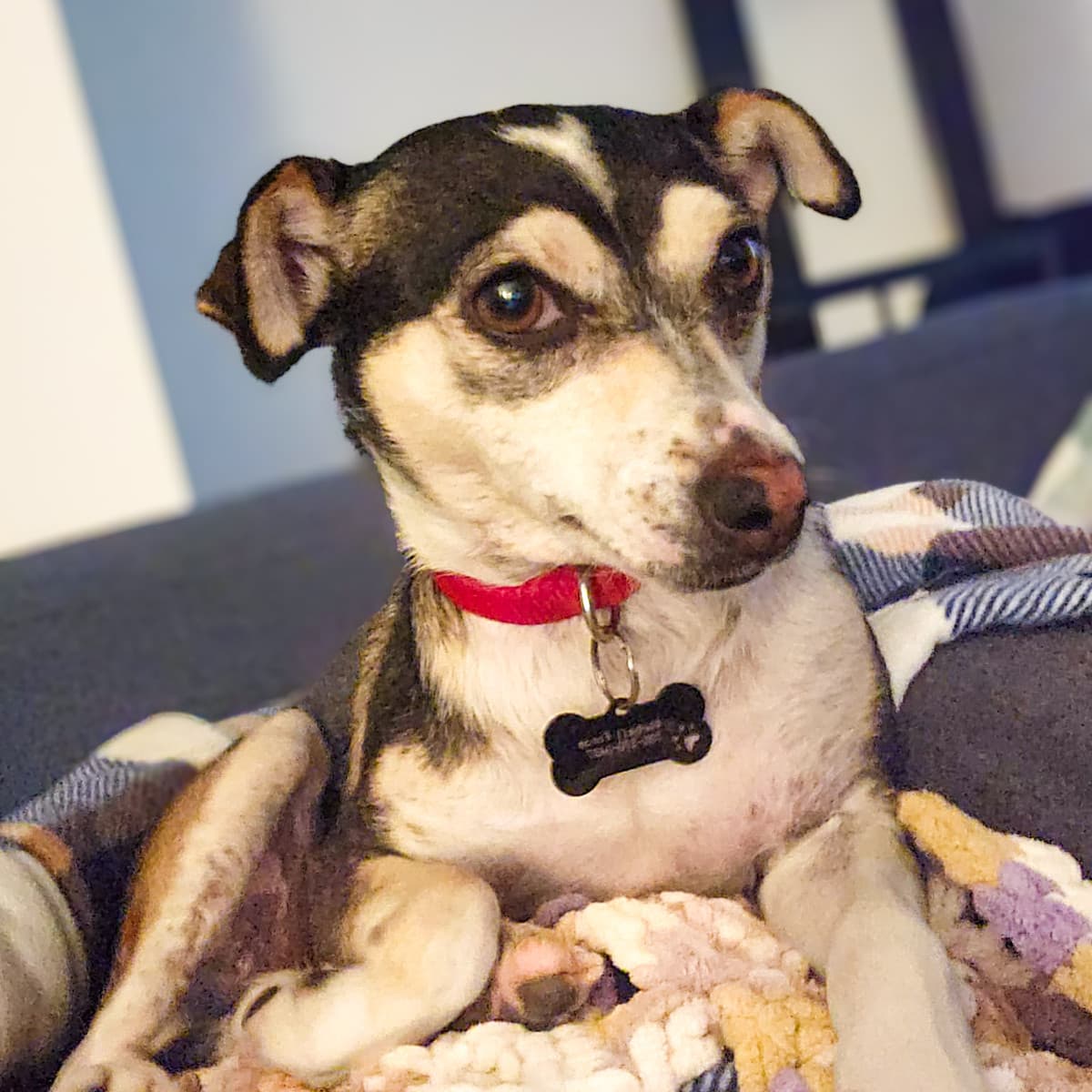 Valentina - Rat Terrier x Chihuahua available for adoption at Furball Force in Calgary
