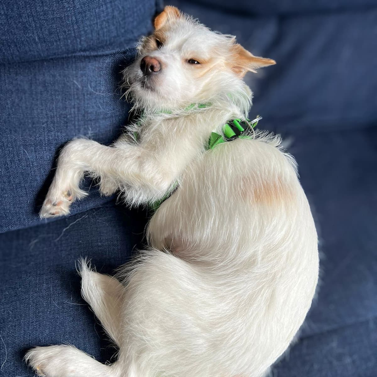 Georgina - Terrier Mix available for adoption in Calgary