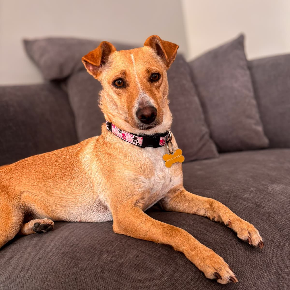 Paty - Chihuahua x Terrier available for adoption in Calgary