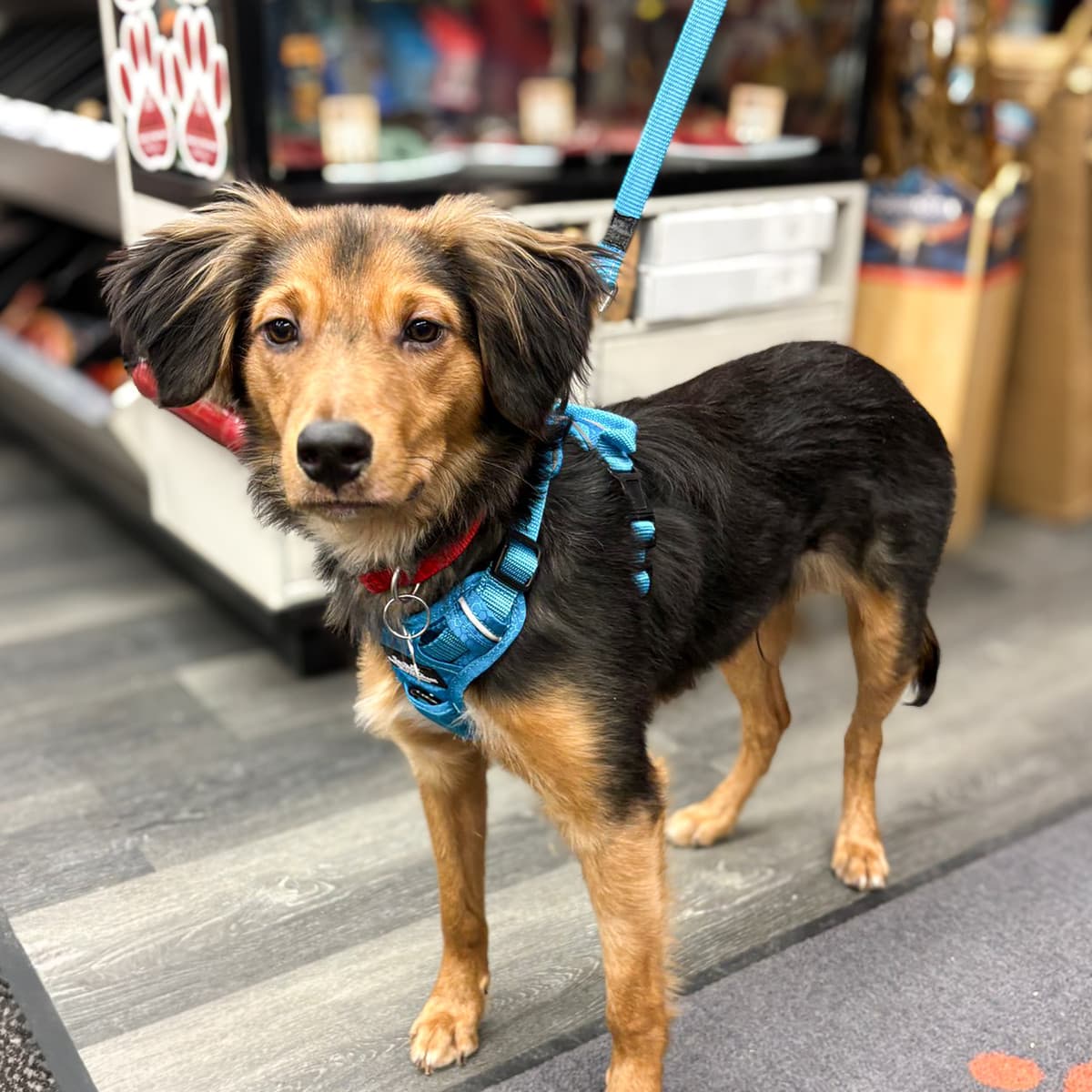 Victor - Shiloh Shepard Mix available for adoption at Furball Force in Calgary