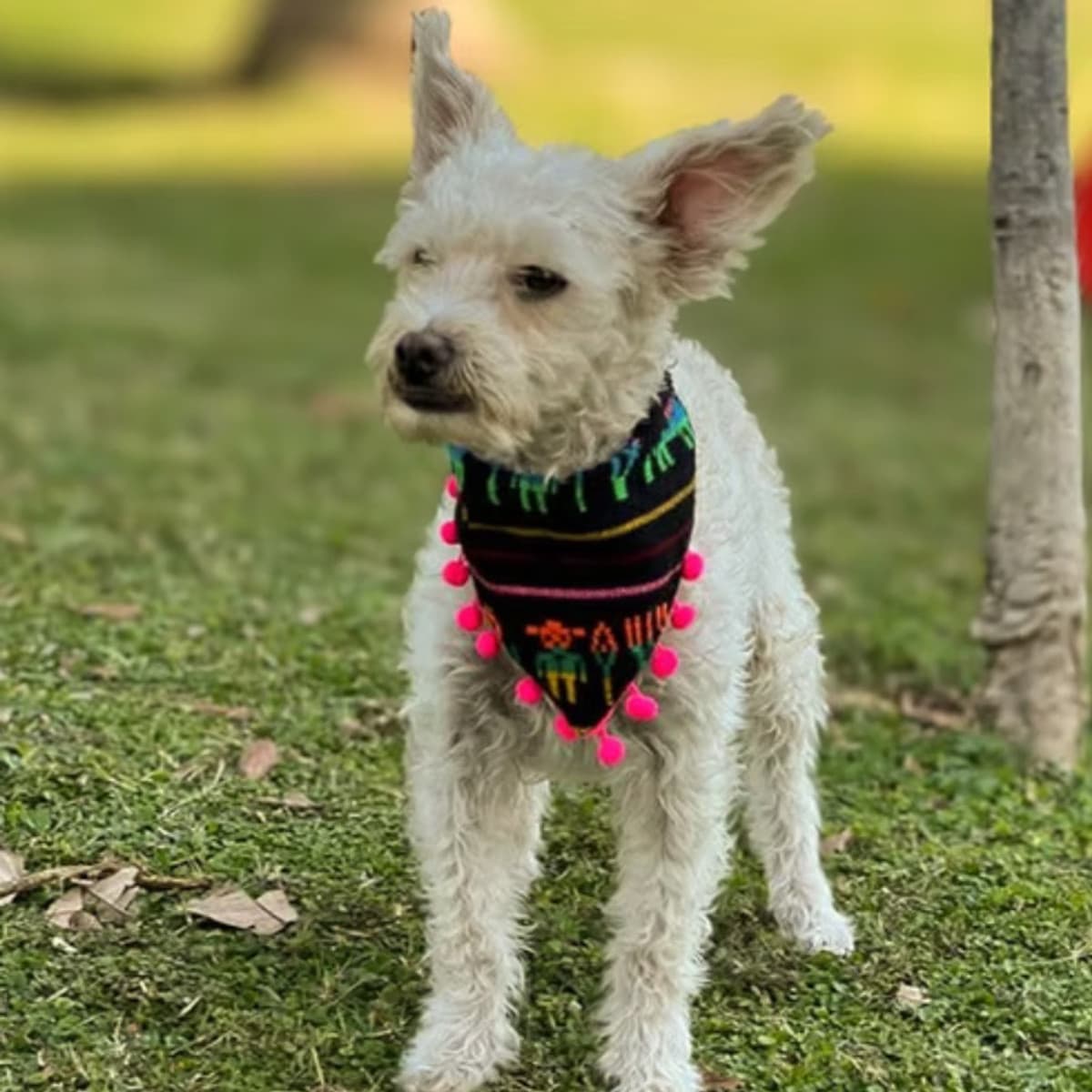Camy - Poodle available for adoption in Alberta