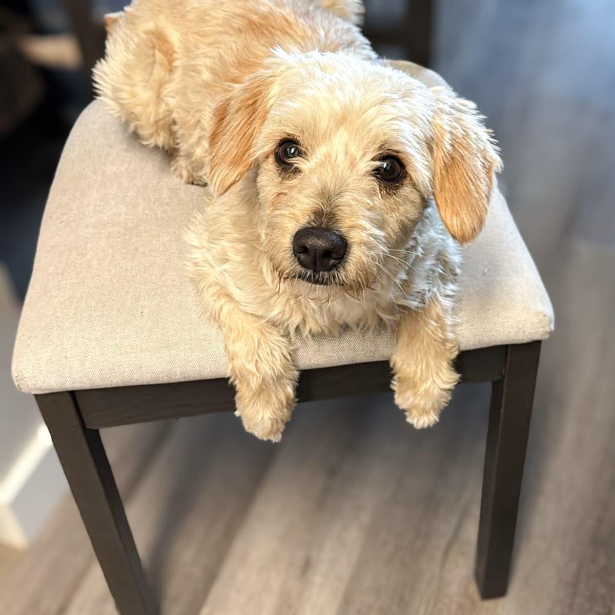 Gerry - Maltese x Spaniel available for adoption at Furball Force in Calgary