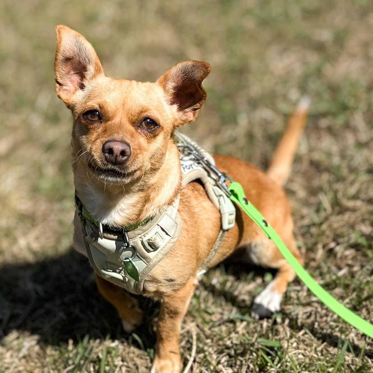 Brisa - Chihuahua x Jack Russell Terrier available for adoption in Calgary